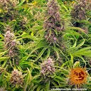 Wedding Cake Auto | AUTOFEM | Barneys Farm - Freigestellt 2026-06-09