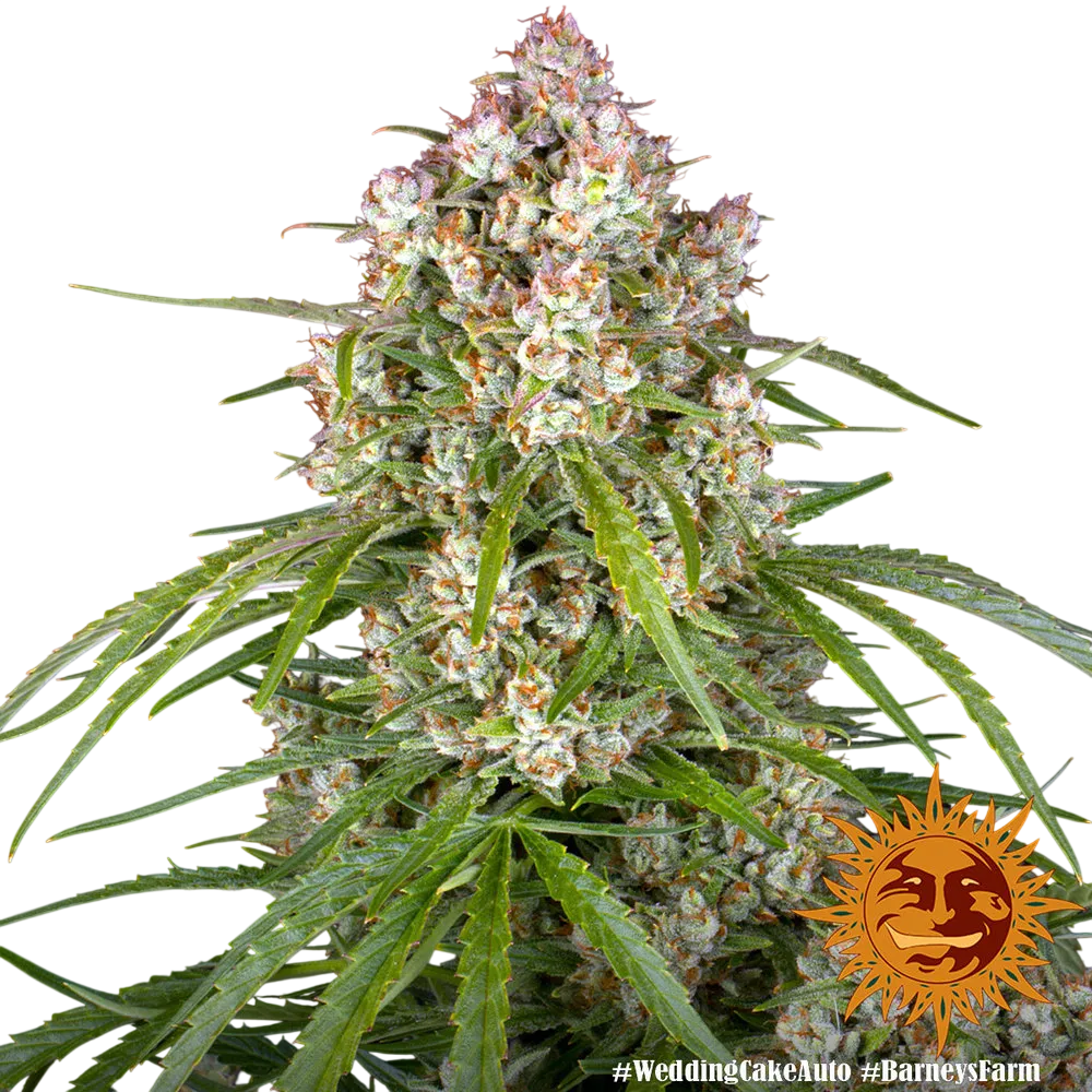 Wedding Cake Auto | AUTOFEM | Barneys Farm - Freigestellt 2026-06-09