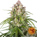 Wedding Cake Auto | AUTOFEM | Barneys Farm - Freigestellt 2026-06-09