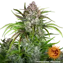 Wedding Cake Auto | AUTOFEM | Barneys Farm - Freigestellt 2026-06-09
