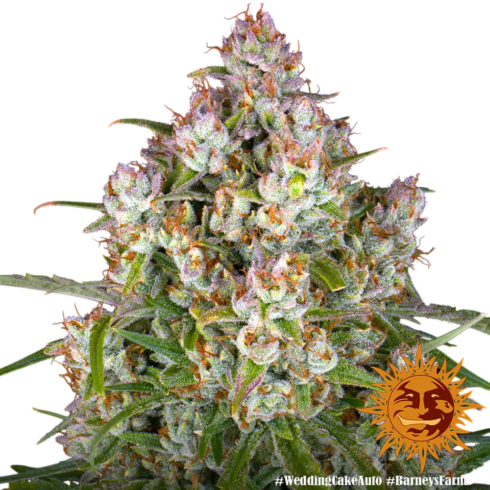Wedding Cake Auto | AUTOFEM | Barneys Farm - Freigestellt 2026-06-09