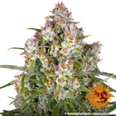 Wedding Cake Auto | AUTOFEM | Barneys Farm - Freigestellt 2026-06-09