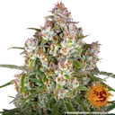 Wedding Cake Auto | AUTOFEM | Barneys Farm - Freigestellt 2026-06-09