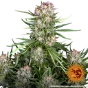 Wedding Cake Auto | AUTOFEM | Barneys Farm - Freigestellt 2026-06-09