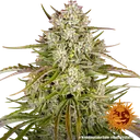 Wedding Cake Auto | AUTOFEM | Barneys Farm - Freigestellt 2026-06-09