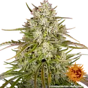 Wedding Cake Auto | AUTOFEM | Barneys Farm - Freigestellt 2026-06-09
