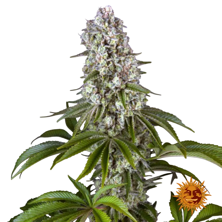 Tropicanna Banana | PHOTOFEM | Barneys Farm - Freigestellt 2026-06-09