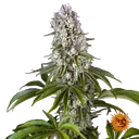 Tropicanna Banana | PHOTOFEM | Barneys Farm - Freigestellt 2026-06-09