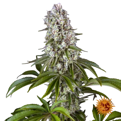 Tropicanna Banana | PHOTOFEM | Barneys Farm - Freigestellt 2026-06-09