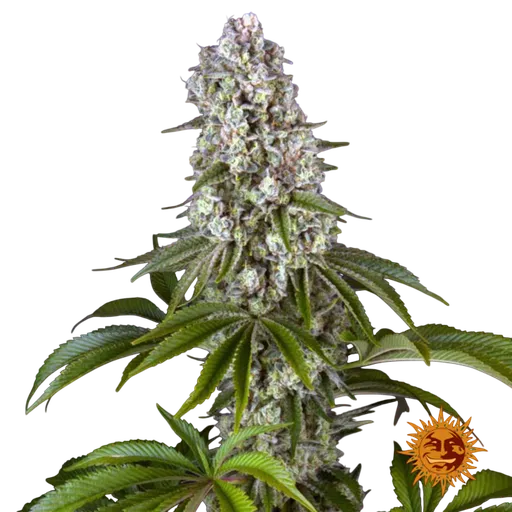 Tropicanna Banana | PHOTOFEM | Barneys Farm - Freigestellt 2026-06-09