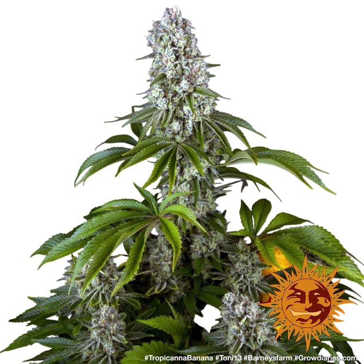 Tropicanna Banana | PHOTOFEM | Barneys Farm - Freigestellt 2026-06-09