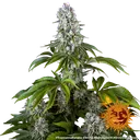 Tropicanna Banana | PHOTOFEM | Barneys Farm - Freigestellt 2026-06-09