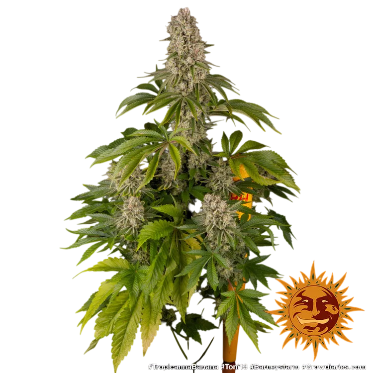 Tropicanna Banana | PHOTOFEM | Barneys Farm - Freigestellt 2026-06-09
