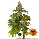 Tropicanna Banana | PHOTOFEM | Barneys Farm - Freigestellt 2026-06-09