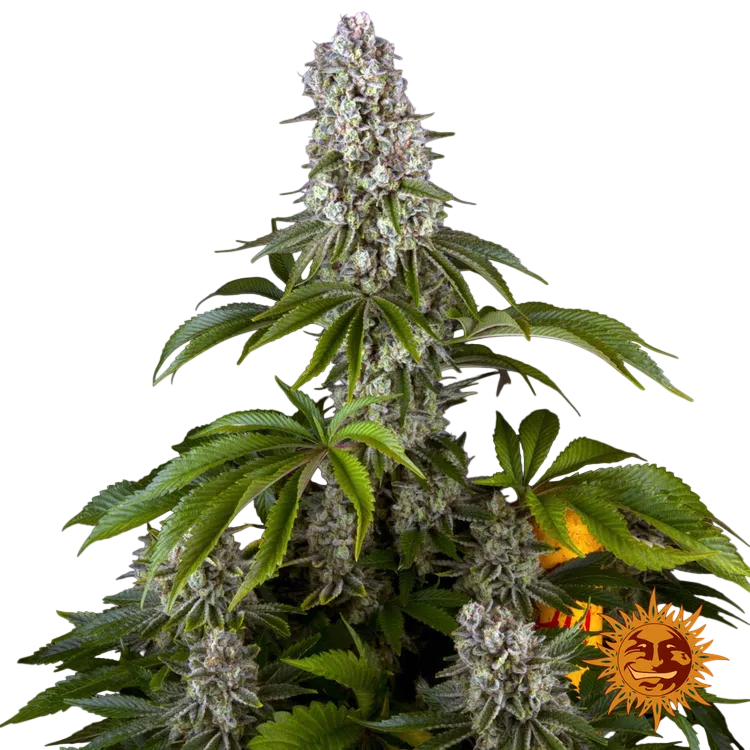 Tropicanna Banana | PHOTOFEM | Barneys Farm - Freigestellt 2026-06-09