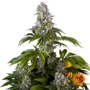 Tropicanna Banana | PHOTOFEM | Barneys Farm - Freigestellt 2026-06-09