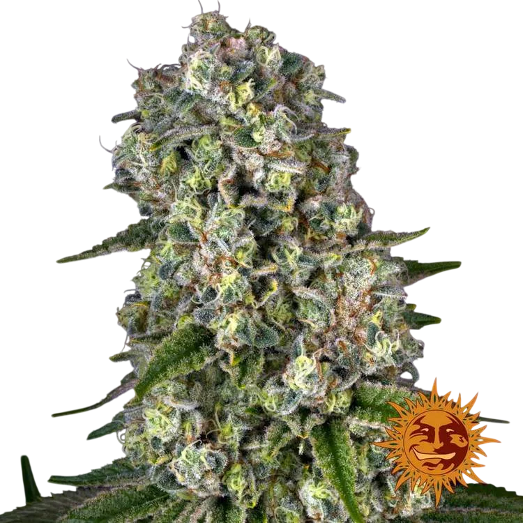 Tropicanna Banana | PHOTOFEM | Barneys Farm - Freigestellt 2026-06-09