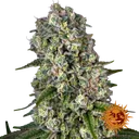 Tropicanna Banana | PHOTOFEM | Barneys Farm - Freigestellt 2026-06-09