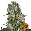 Tropicanna Banana | PHOTOFEM | Barneys Farm - Freigestellt 2026-06-09