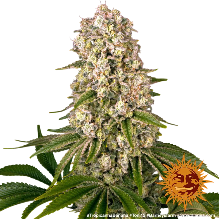 Tropicanna Banana | PHOTOFEM | Barneys Farm - Freigestellt 2026-06-09