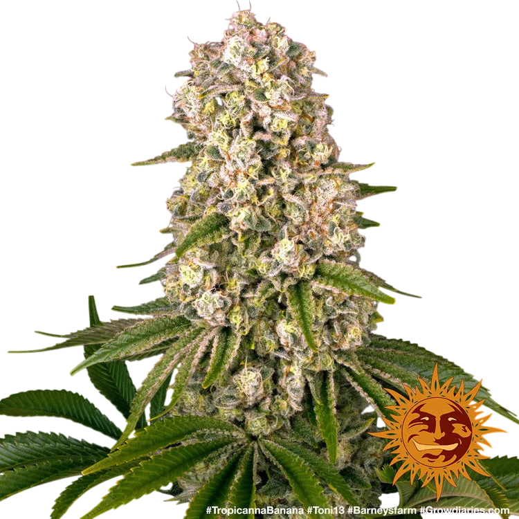 Tropicanna Banana | PHOTOFEM | Barneys Farm - Freigestellt 2026-06-09