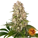 Tropicanna Banana | PHOTOFEM | Barneys Farm - Freigestellt 2026-06-09