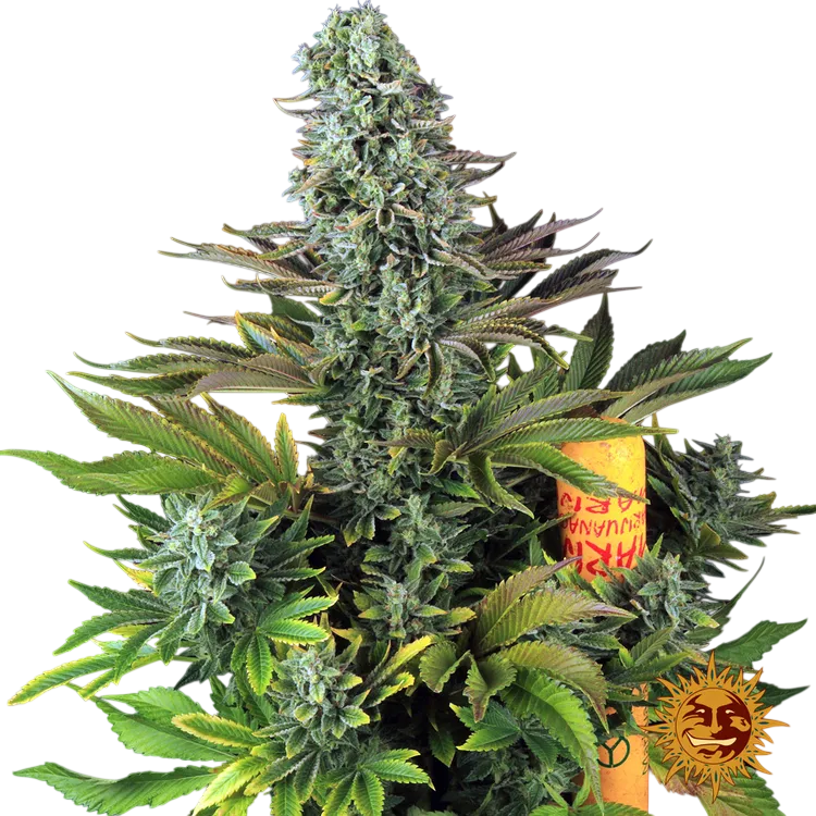 Tropicanna Banana | PHOTOFEM | Barneys Farm - Freigestellt 2026-06-09