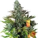 Tropicanna Banana | PHOTOFEM | Barneys Farm - Freigestellt 2026-06-09