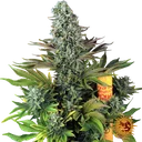 Tropicanna Banana | PHOTOFEM | Barneys Farm - Freigestellt 2026-06-09