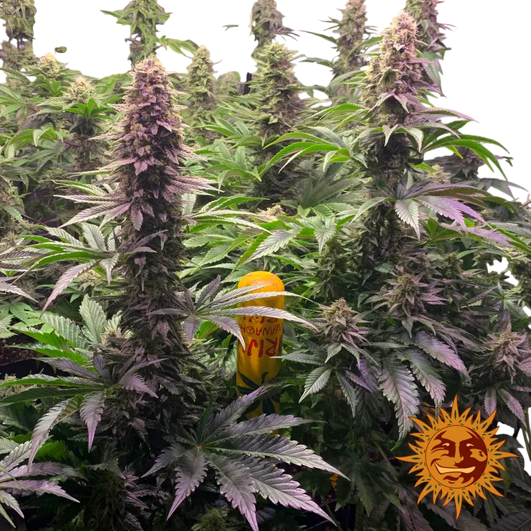 Tropicanna Banana | PHOTOFEM | Barneys Farm - Freigestellt 2026-06-09