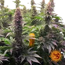 Tropicanna Banana | PHOTOFEM | Barneys Farm - Freigestellt 2026-06-09