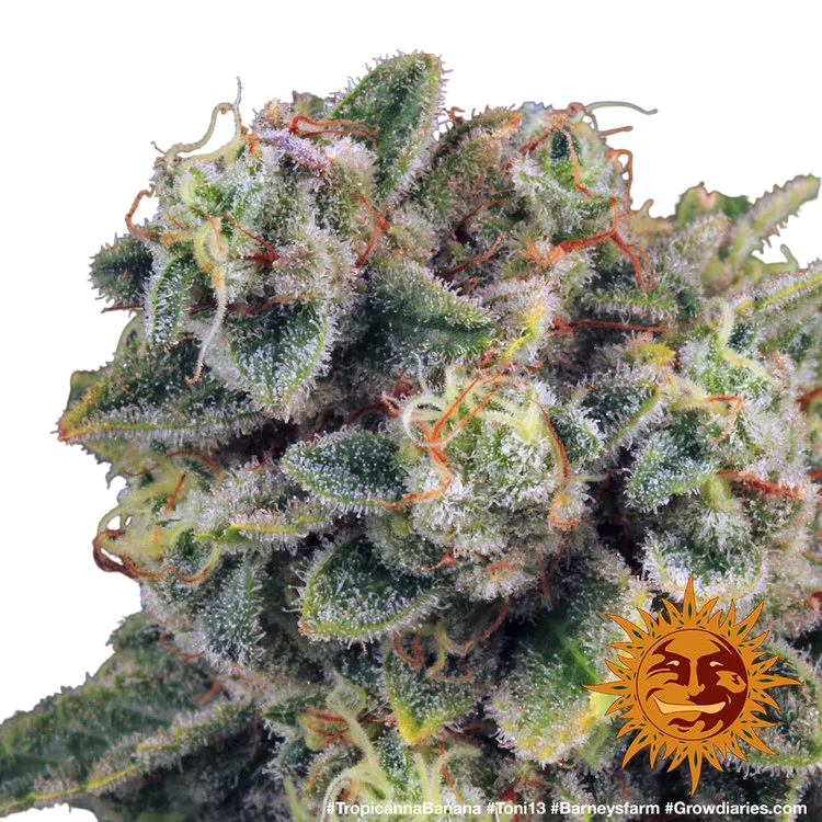 Tropicanna Banana | PHOTOFEM | Barneys Farm - Freigestellt 2026-06-09