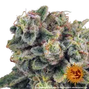 Tropicanna Banana | PHOTOFEM | Barneys Farm - Freigestellt 2026-06-09