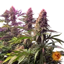 Tropicanna Banana | PHOTOFEM | Barneys Farm - Freigestellt 2026-06-09