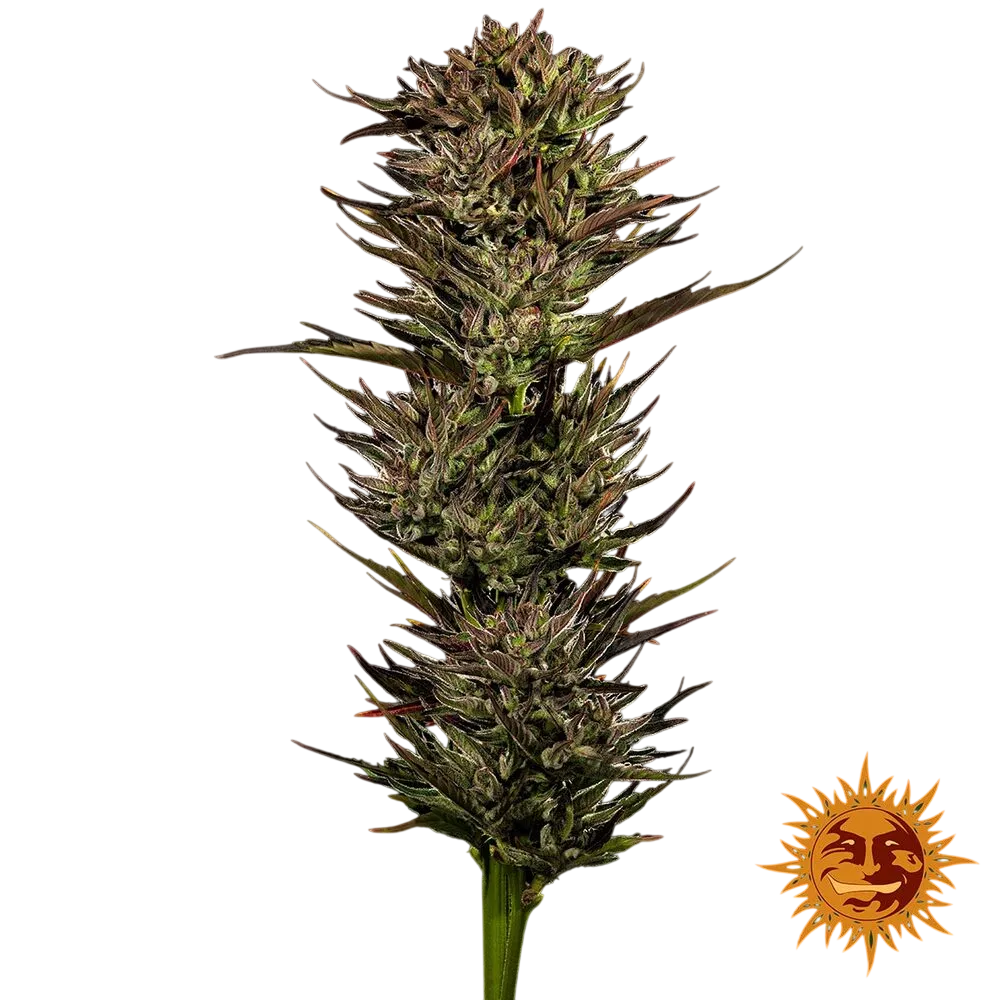 Thin Mint x Sour Pinot | AUTOFEM | Barneys Farm - Freigestellt 2026-06-09