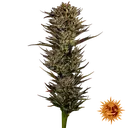 Thin Mint x Sour Pinot | AUTOFEM | Barneys Farm - Freigestellt 2026-06-09