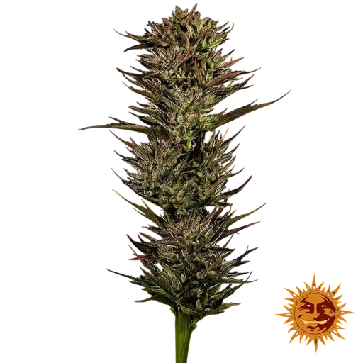 Thin Mint x Sour Pinot | AUTOFEM | Barneys Farm - Freigestellt 2026-06-09