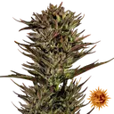 Thin Mint x Sour Pinot | AUTOFEM | Barneys Farm - Freigestellt 2026-06-09