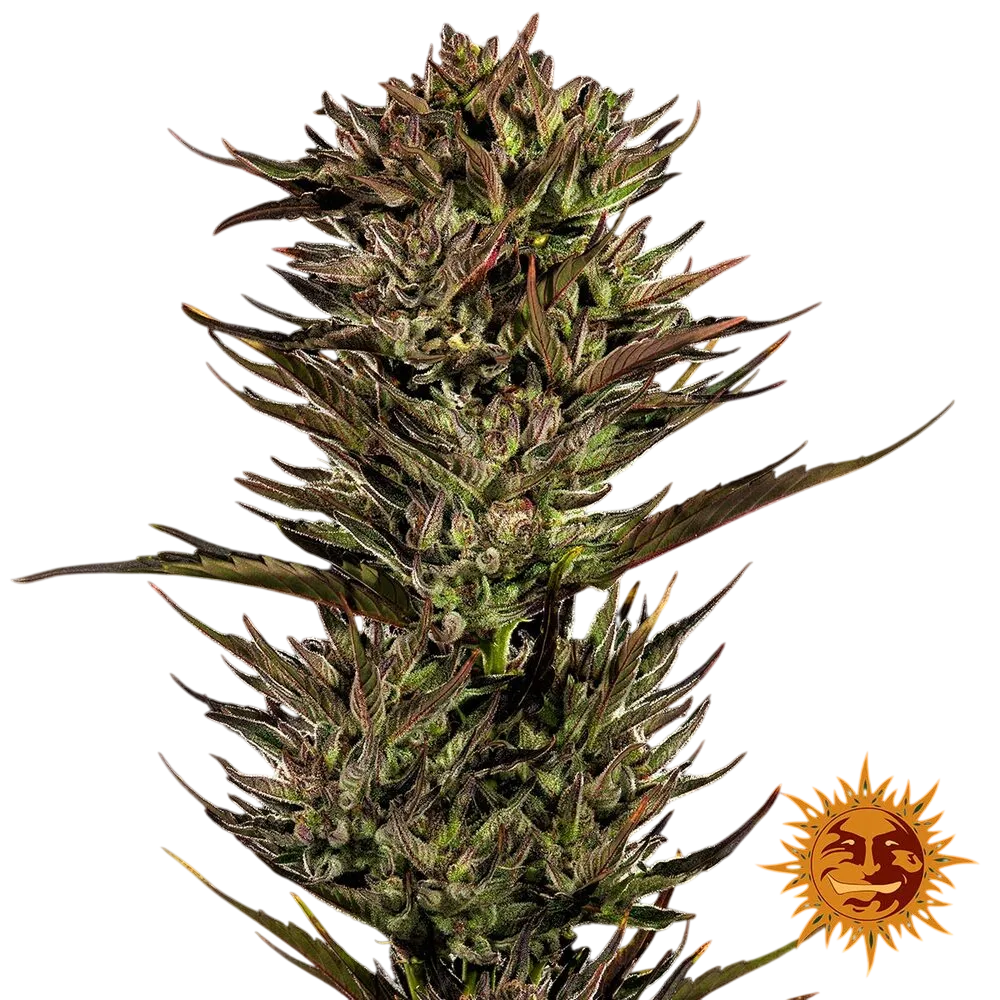 Thin Mint x Sour Pinot | AUTOFEM | Barneys Farm - Freigestellt 2026-06-09