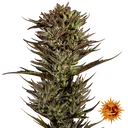 Thin Mint x Sour Pinot | AUTOFEM | Barneys Farm - Freigestellt 2026-06-09