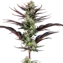 Thin Mint Frosting | PHOTOFEM | Barneys Farm - Freigestellt 2026-06-09