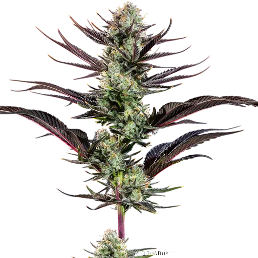 Thin Mint Frosting | PHOTOFEM | Barneys Farm - Freigestellt 2026-06-09