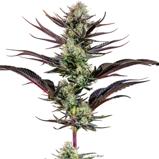 Thin Mint Frosting | PHOTOFEM | Barneys Farm - Freigestellt 2026-06-09