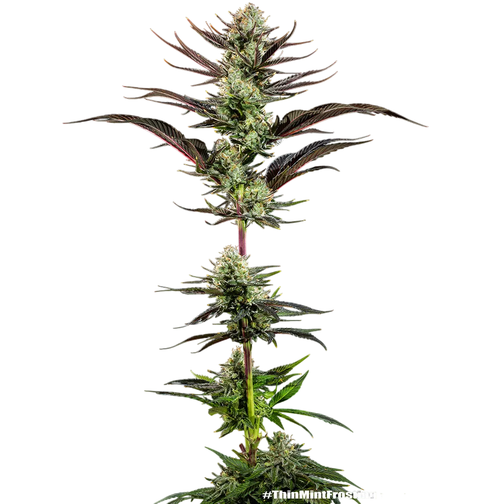 Thin Mint Frosting | PHOTOFEM | Barneys Farm - Freigestellt 2026-06-09