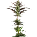 Thin Mint Frosting | PHOTOFEM | Barneys Farm - Freigestellt 2026-06-09