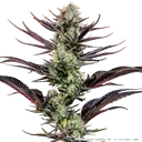 Thin Mint Frosting | PHOTOFEM | Barneys Farm - Freigestellt 2026-06-09