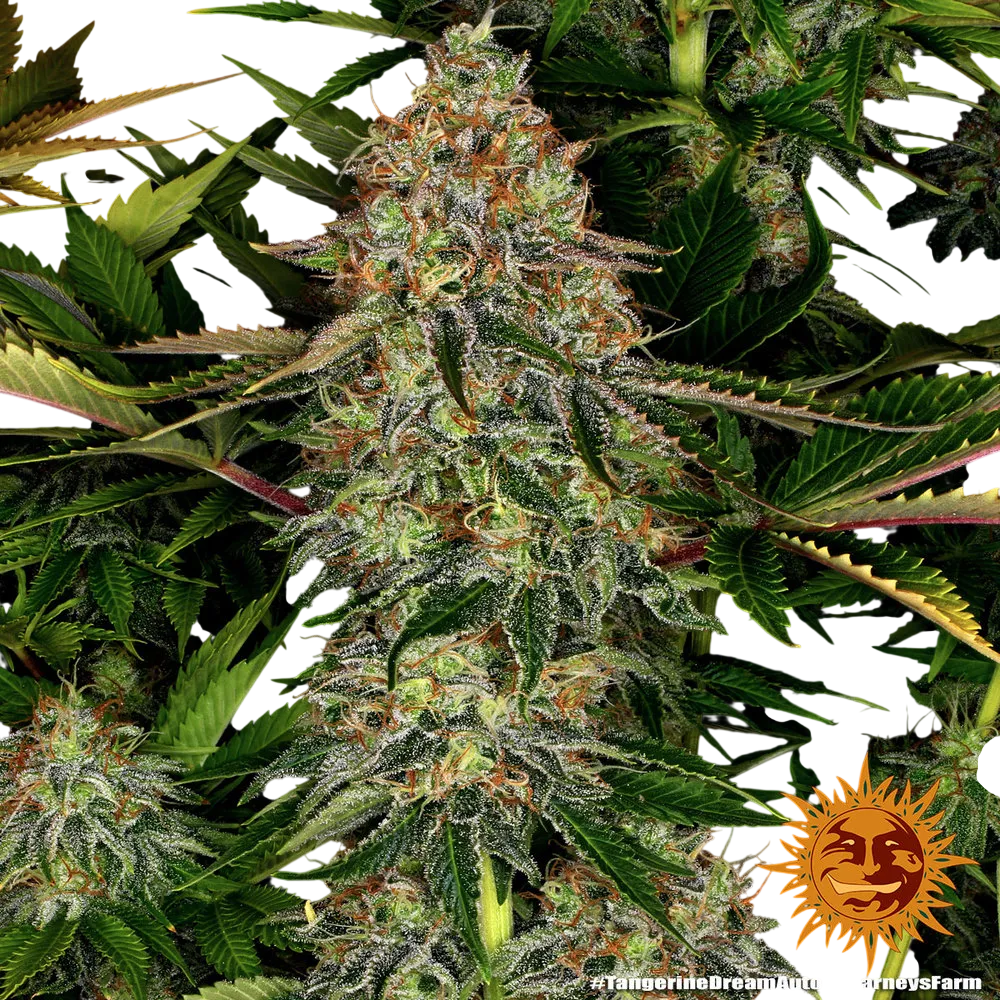 Tangerine Dream Auto | AUTOFEM | Barneys Farm - Freigestellt 2026-06-09