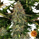Tangerine Dream Auto | AUTOFEM | Barneys Farm - Freigestellt 2026-06-09