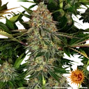 Tangerine Dream Auto | AUTOFEM | Barneys Farm - Freigestellt 2026-06-09