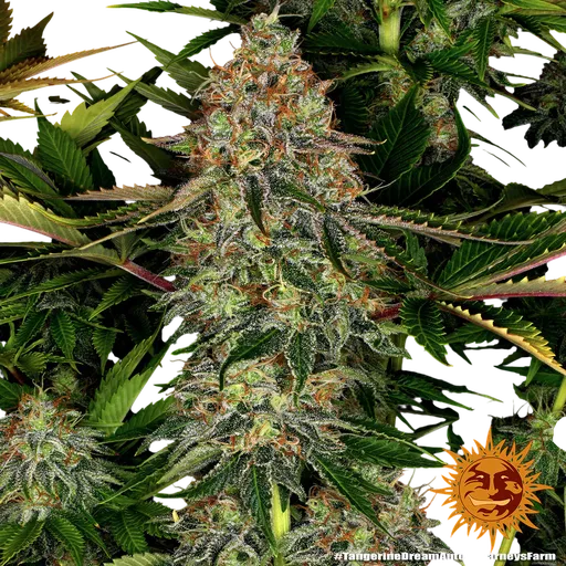 Tangerine Dream Auto | AUTOFEM | Barneys Farm - Freigestellt 2026-06-09